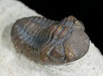 Small Phacops Trilobite From Foum Zguid #5753-2